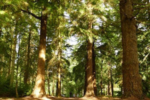  Tall Trees Trail