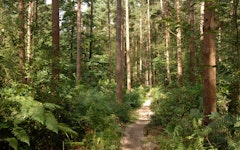 Hemsted Forest