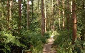 Hemsted Forest