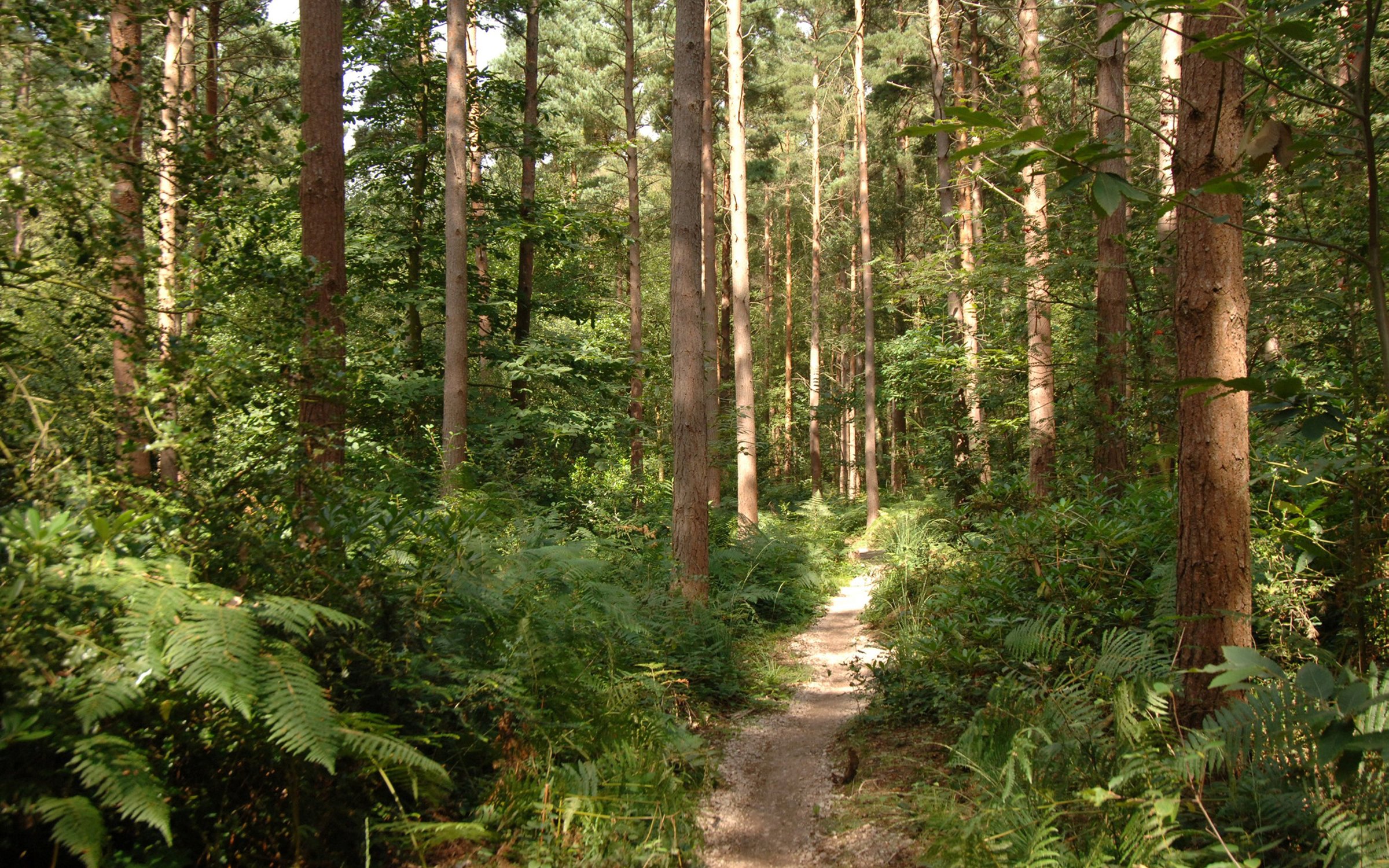 Hemsted Forest