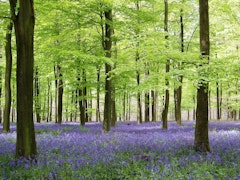 King's Wood