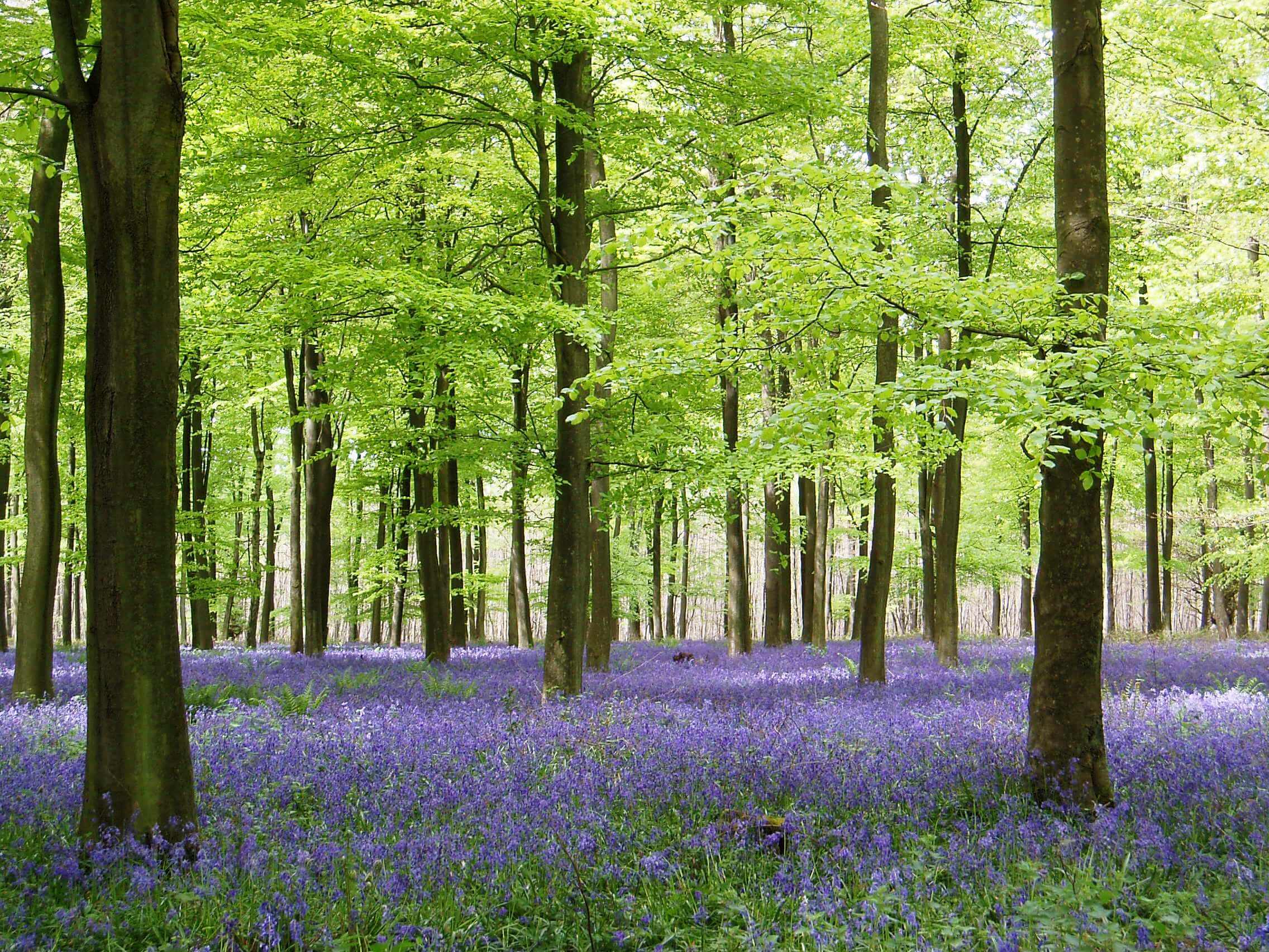 King's Wood
