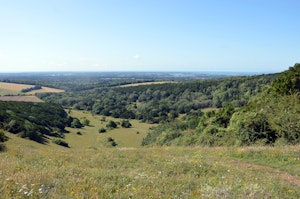 Kingley Vale