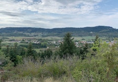 Bois de Brénod