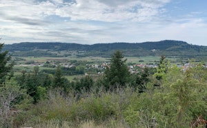 Bois de Brénod