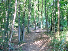 Bois de Craponne