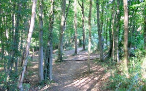 Bois de Craponne