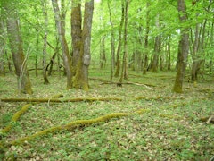 Bois de Serves