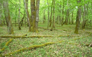 Bois de Serves