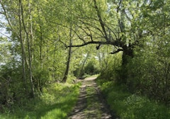 Foret de Bégut
