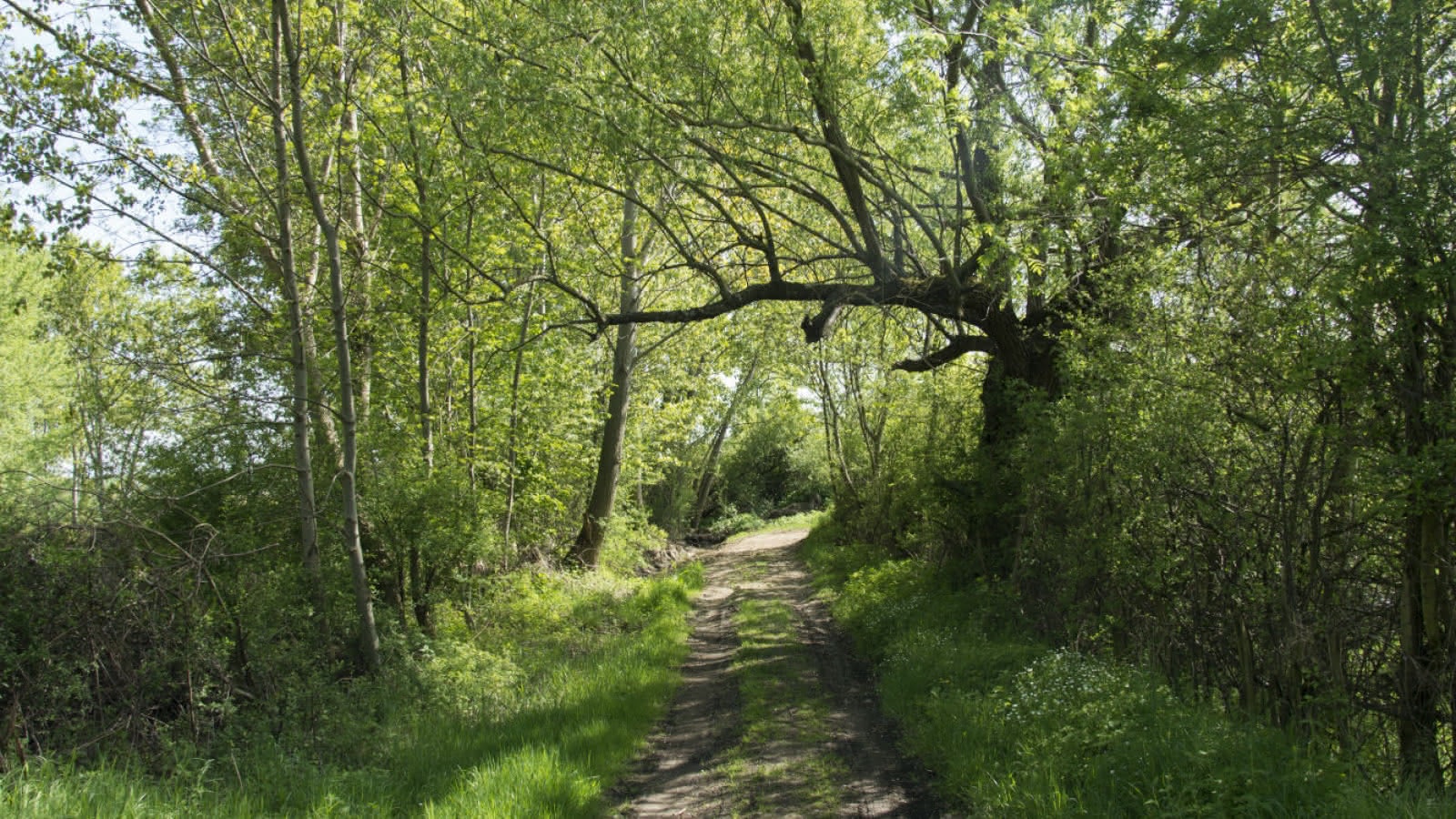 Foret de Bégut