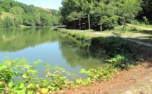 Forêt de Bonnevaux