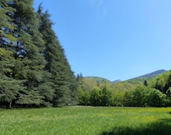 Forêt de Saoû