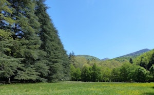 Forêt de Saoû
