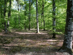 Forêt de Seillon