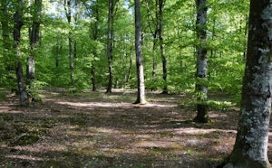 Forêt de Seillon