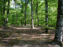 Forêt de Seillon