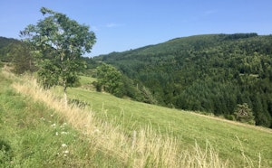 Suc de Mirabel