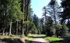 Croix de Chaubouret