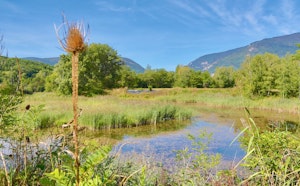 Marais de l'Étournel