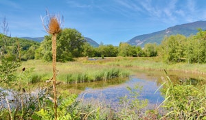 Marais de l'Étournel
