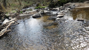 Rives de l'Yzeron