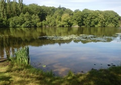 Étang de Morat and Futaie Colbert