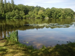 Étang de Morat et futaie Colbert