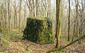 Argillières Forest