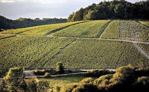 Between Chichée and Chemilly-sur-Serein