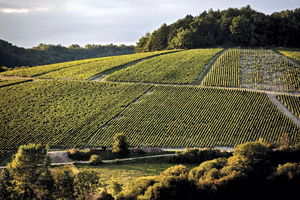 Entre Chichée et Chemilly-sur-Serein