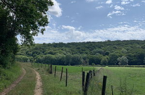 Between Grimault and Tormancy