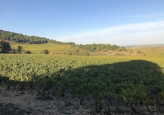 Between Puligny-Montrachet and Blagny