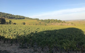 Between Puligny-Montrachet and Blagny