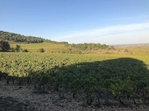Between Puligny-Montrachet and Blagny