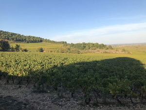 Entre Puligny-Montrachet et Blagny