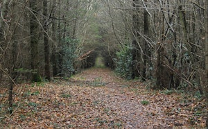 Bois de Naisse
