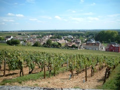 Bois de Premeaux-Prissey