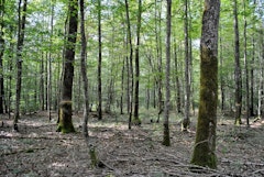 Bois de Raveau