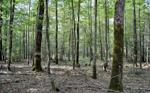 Bois de Raveau
