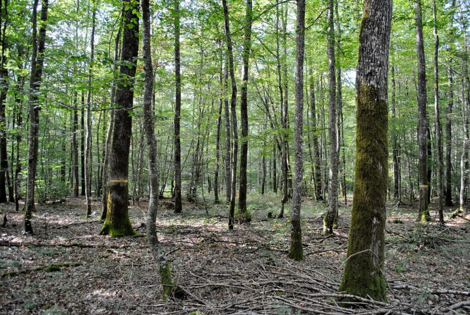 Bois de Raveau