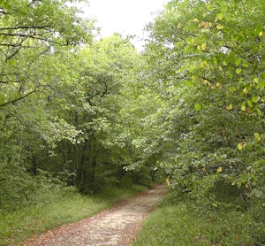 Bois de Vantoux