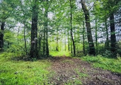 Forêt de Lure