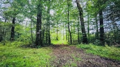Forêt de Lure