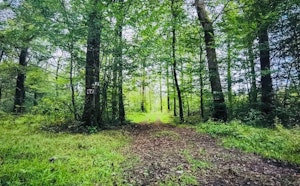 Forêt de Lure