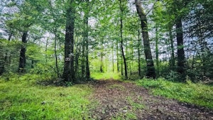 Forêt de Lure