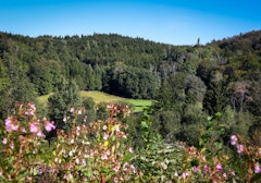 Forêt de Saint-Bresson