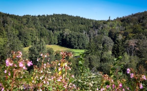 Forêt de Saint-Bresson