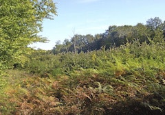 Forêt de Guérigny
