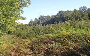 Forêt de Guérigny